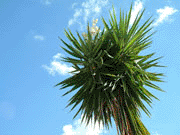 Palm Tree