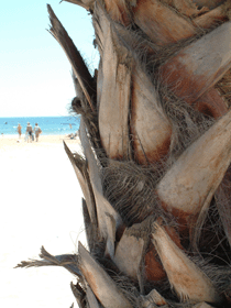 Palm Tree